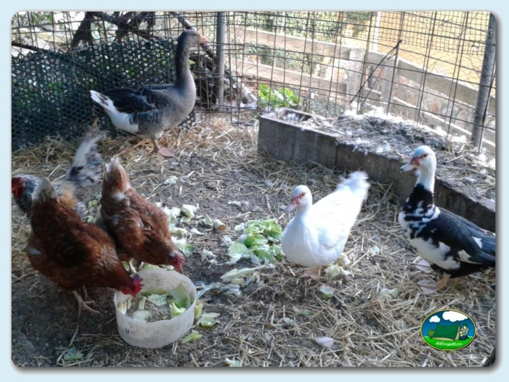 Animalitos en Camping  Vall de Laguar, Alicante, España