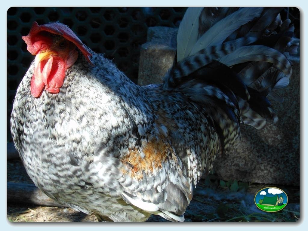 Animalitos en Camping  Vall de Laguar, Alicante, España