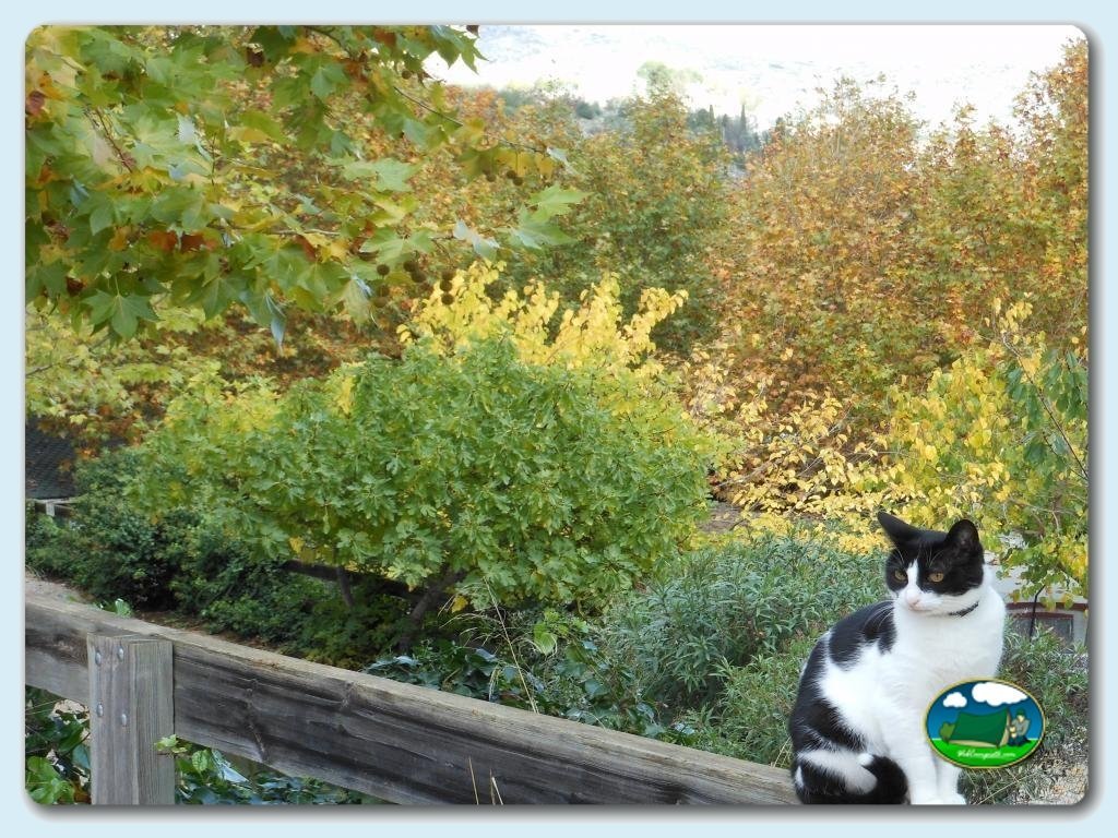 Animalitos en Camping  Vall de Laguar, Alicante, España