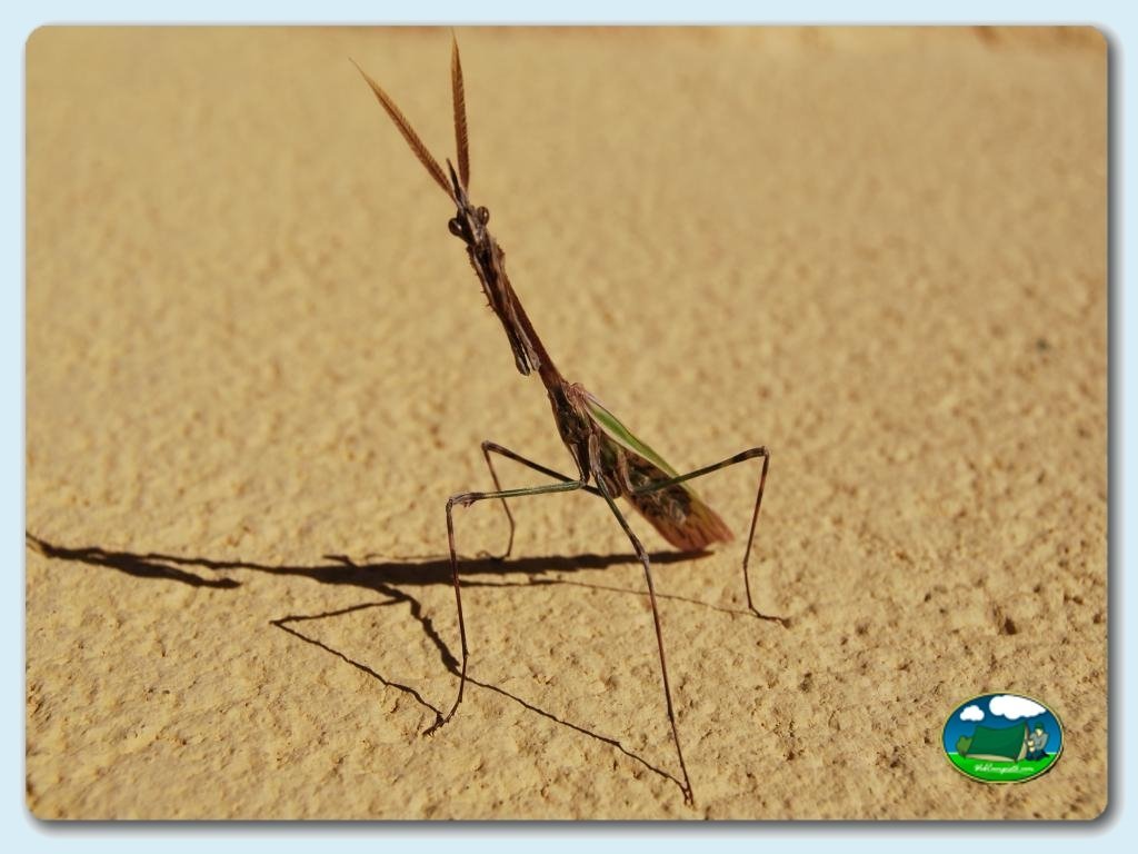 Animalitos en Camping  Vall de Laguar, Alicante, España