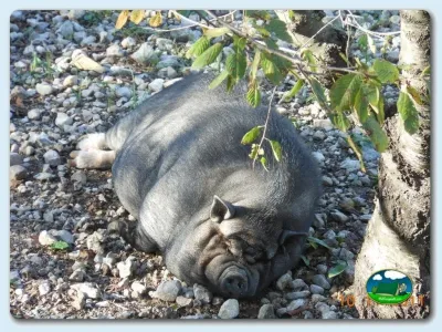 Cerdo en recinto del Camping Vall de Laguar, Campell (Alicante)