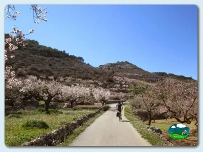 Camino rural entre almendros en flor con vistas a la sierra del Camping Vall de Laguar, Campell (Alicante)