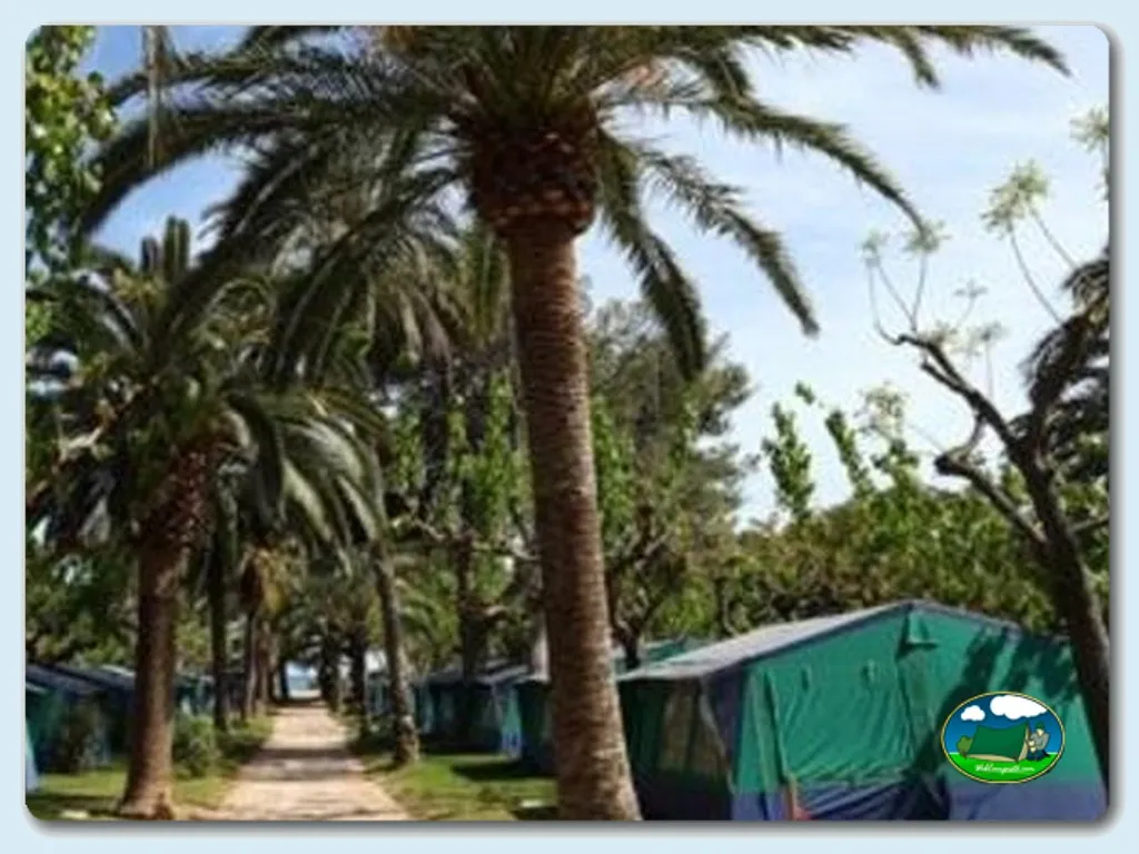Parcela con tienda de acampada bajo palmeras del Camping Sierra Brava, Guillena (Sevilla)