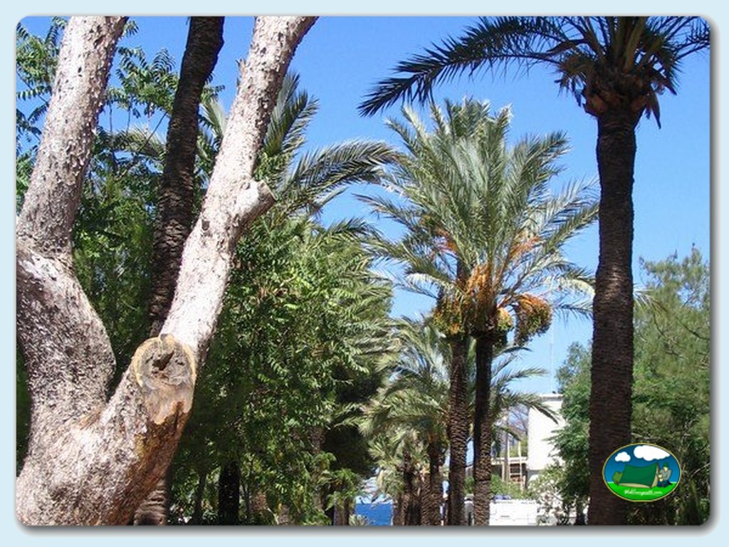 foto del camping Camping Los Pinos