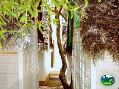 Parcela con árbol y vegetación del Camping Son Bou, Alaior (Menorca)