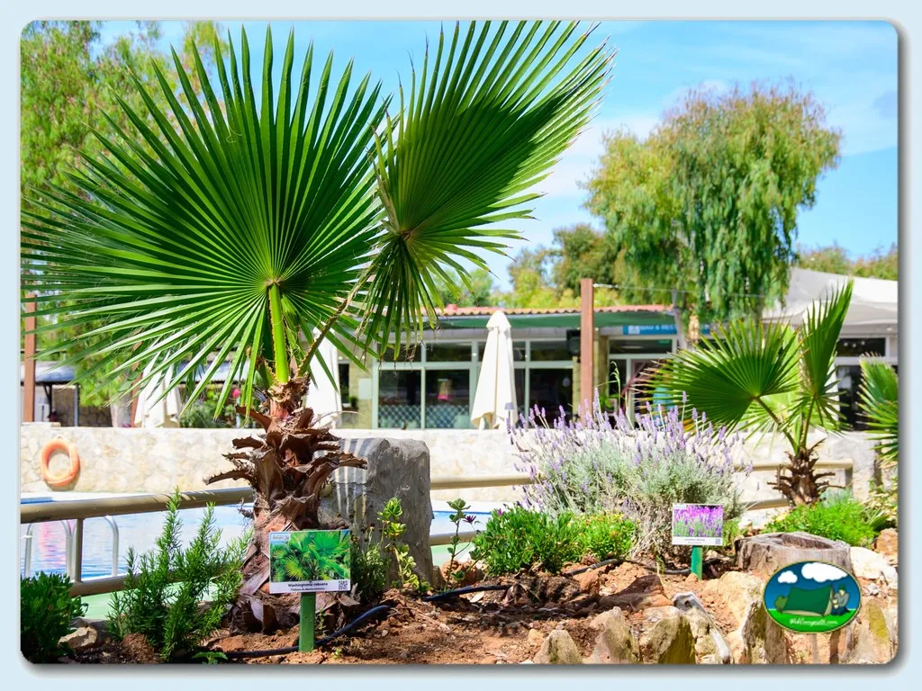 Camping Torrenostra en Torreblanca, Castellón
