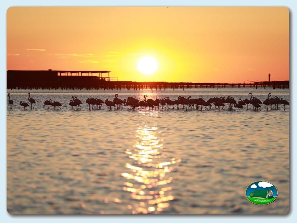 foto de Camping Capfun Aube (Deltebre) 