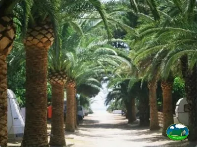 Parcela entre palmeras del Camping La Torre del Sol, Montroig (Tarragona)